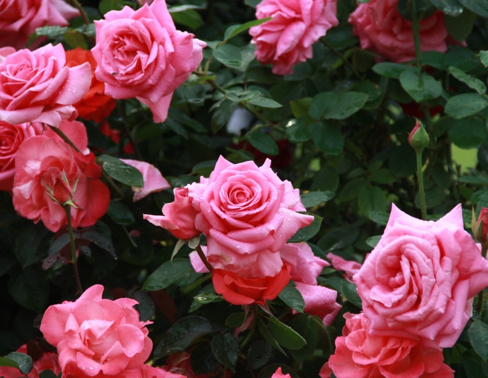 Rose Bushes | Woldhuis Farms Sunrise Greenhouse